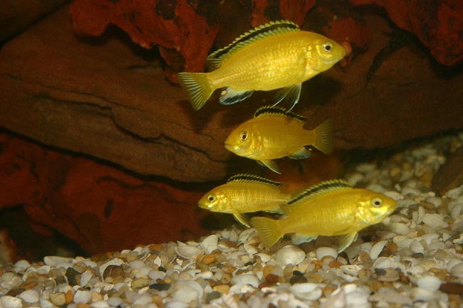 yellows